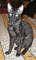 Blackmore Cornelian Cornish Rex Cat